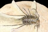 Bargain, Spiny Ceratonurus Trilobite - Foum Zguid, Morocco #141784-4